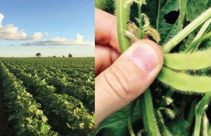 En un primer momento de la siembra, el edamame es como la de cualquier otro cultivo extensivo pero luego, al cosecharse en, febrero, marzo y abril, en fresco, cuando el grano aun está verde, esta se da de manera artesanal