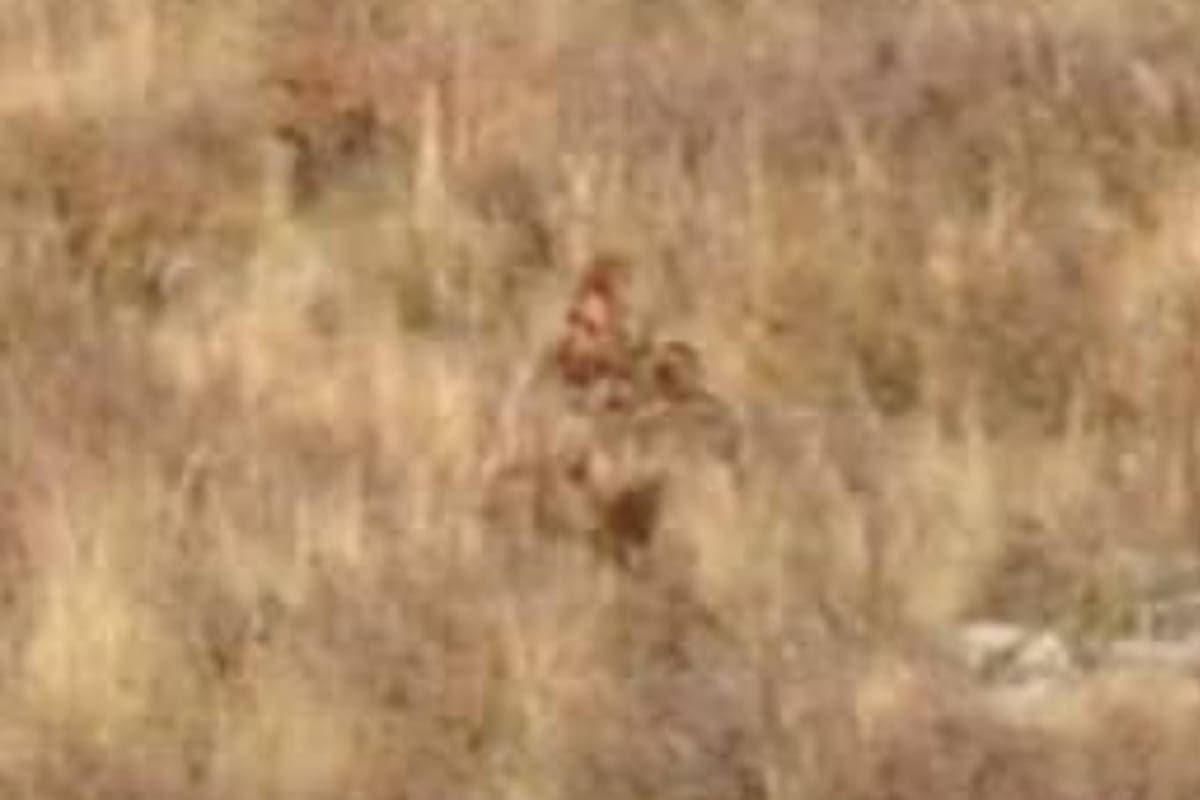 En un viaje en tren por los Estados Unidos, una mujer quería avistar alces y se encontró con la figura de un bípedo que creyó que podría ser Pie grande