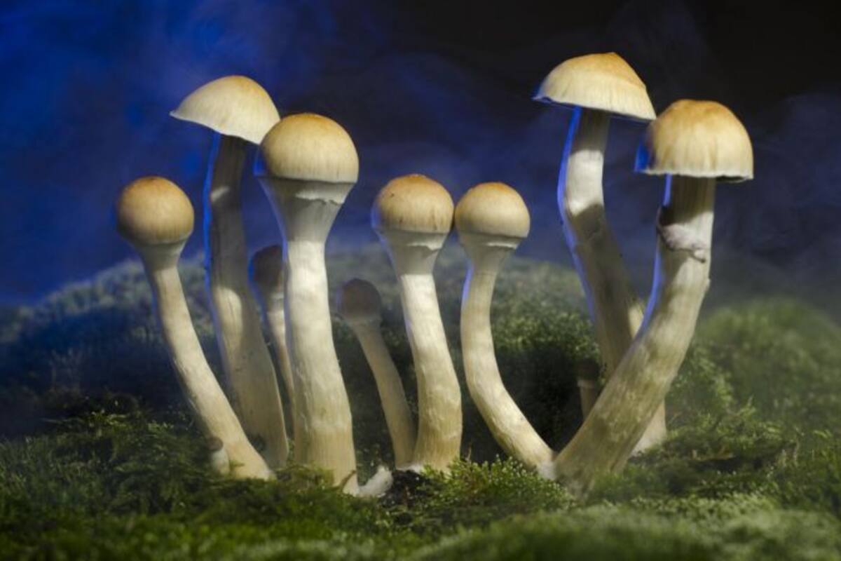 En un viaje psicodélico con psilocibina uno se sumerge en una especie de trance