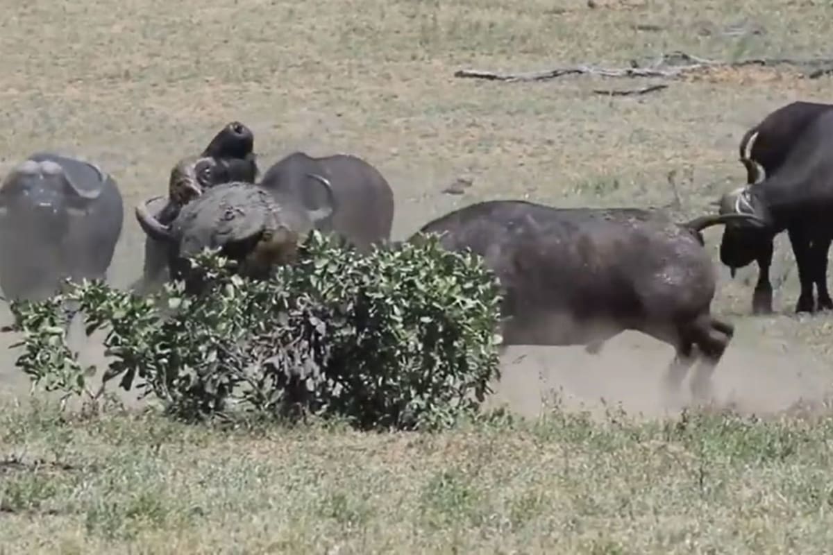 En un video que se volvió viral, cinco búfalos jóvenes intentan expulsar a un viejo macho de un territorio en disputa en Sudáfrica