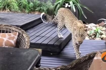 En un video que se volvió viral, un leopardo irrumpió en un hotel en medio del desayuno