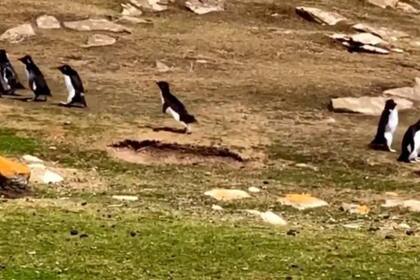 En un video que tuvo millones de reproducciones en las redes sociales, un pingüino se confunde de trayecto y tiene que encontrar el camino a su grupo