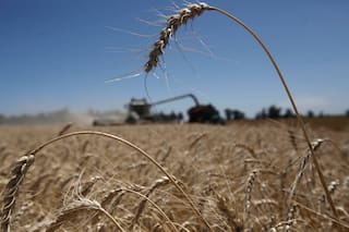 Zona Técnica: el planteo de la nutrición es crucial para el rinde del trigo