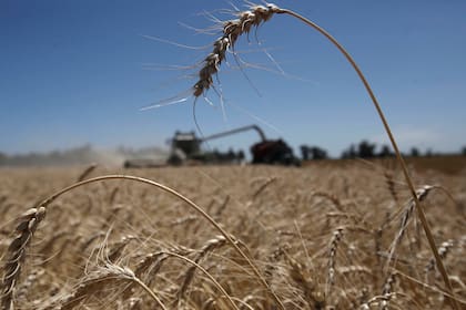 En una campaña con escasez de agua, la fertilización es clave