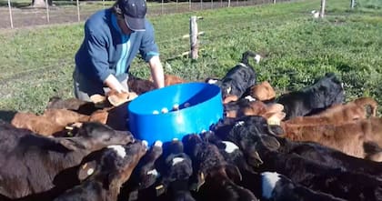 En una crianza colectiva, se arman grupos reducidos de animales que reciben alimentación en baldes o mamaderas en bretes a la par o espina de pescado (por ejemplo de menos de 12)