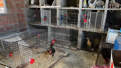 En una de las propiedades había 45 gallos encerrados en jaulas