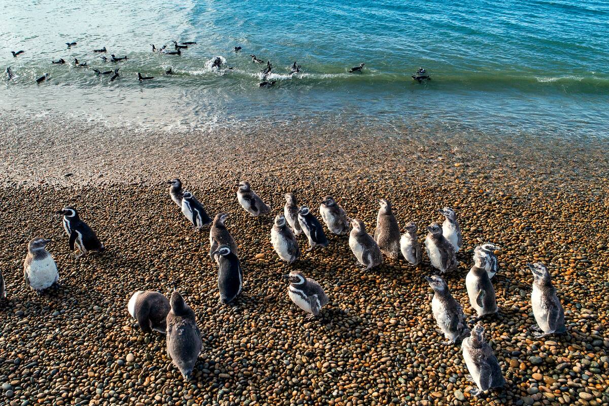 En unas 60 colonias en las costas del sur argentino, se reproducen cada año más de un millón de parejas de pingüinos de Magallanes