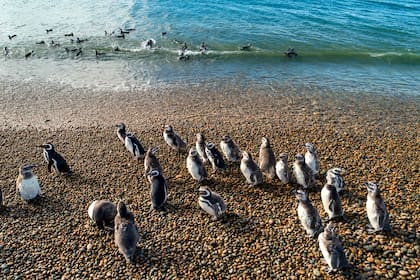 En unas 60 colonias en las costas del sur argentino, se reproducen cada año más de un millón de parejas de pingüinos de Magallanes
