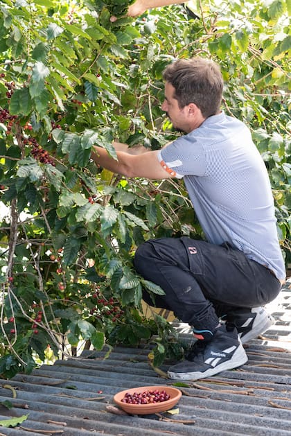 En uno de los canteros principales de la casa-vivero se encuentra la planta de Coffea arabica con la que realizan su propio café.