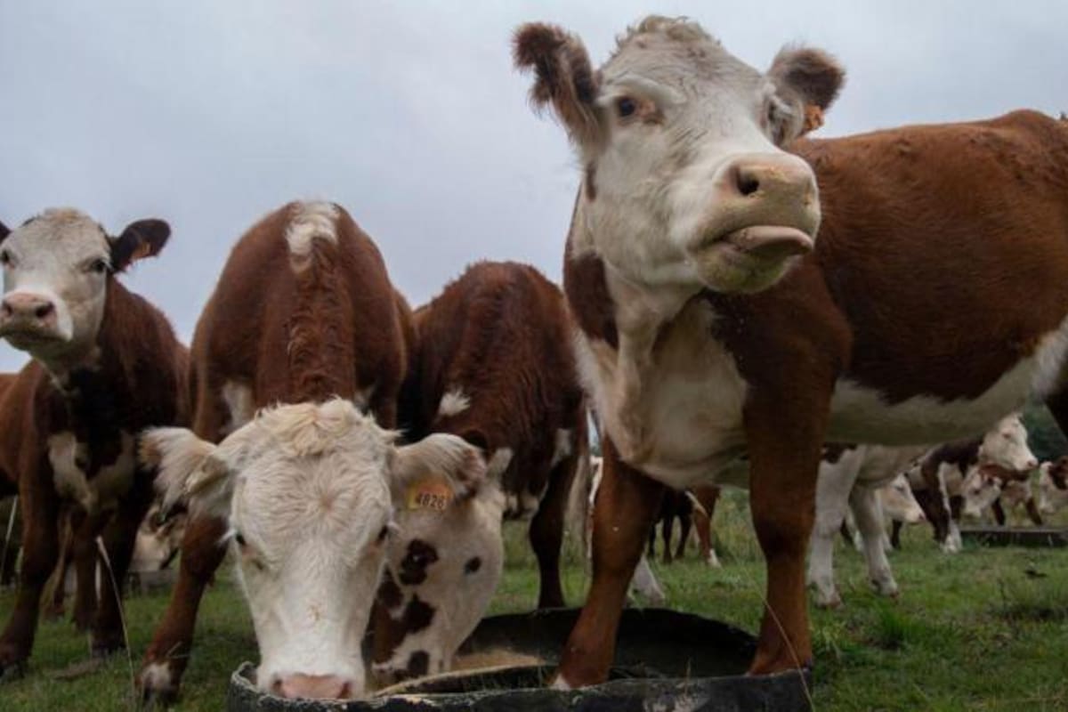 En Uruguay hay 11,3 millones de vacas y 3,4 millones de personas, lo que lo convierte en el país con más ganado per cápita del mundo.