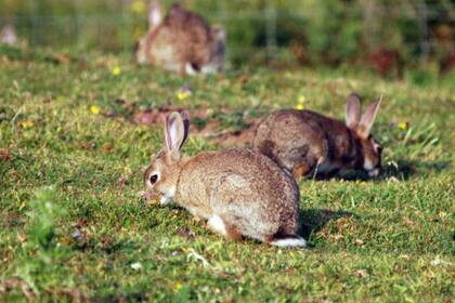 En Ushuaia fumigarán una plaga de conejos