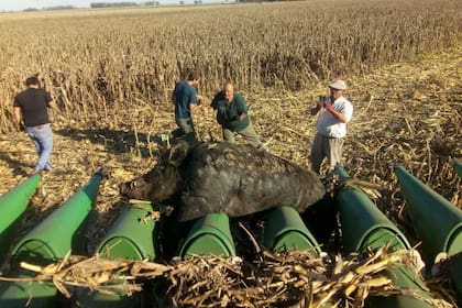 En Vedia, mientras cosechaban contratistas se toparon con un jabalí de 270 kilos