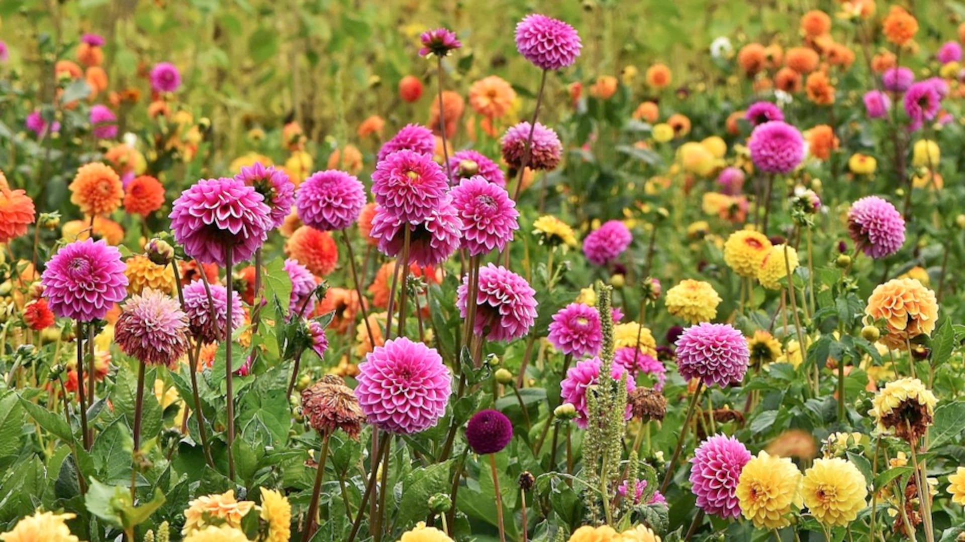 En verano es momento de revisar los tutores de las dalias y animarse a cortar sus flores para ramos y así prolongar la floración