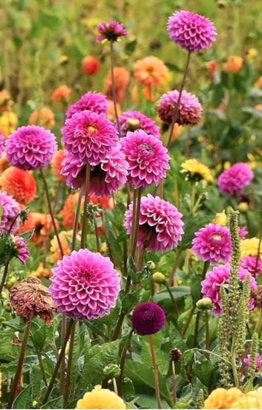 En verano es momento de revisar los tutores de las dalias y animarse a cortar sus flores para ramos y así prolongar la floración