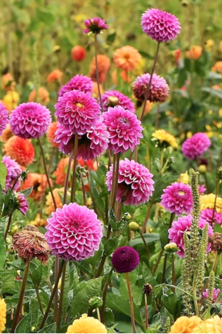 En verano es momento de revisar los tutores de las dalias y animarse a cortar sus flores para ramos y así prolongar la floración