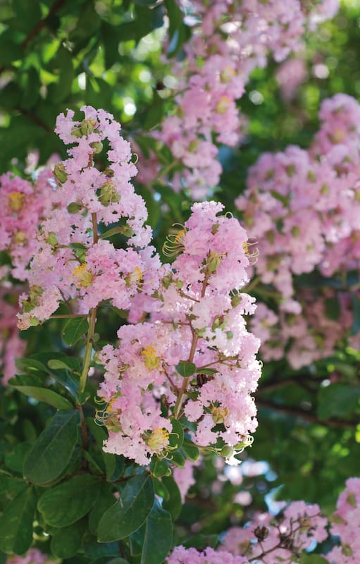En verano, la Lagerstroemia indica presenta una larga floración de diversos colores. En otoño, el encanto se centra en sus hojas y corteza.