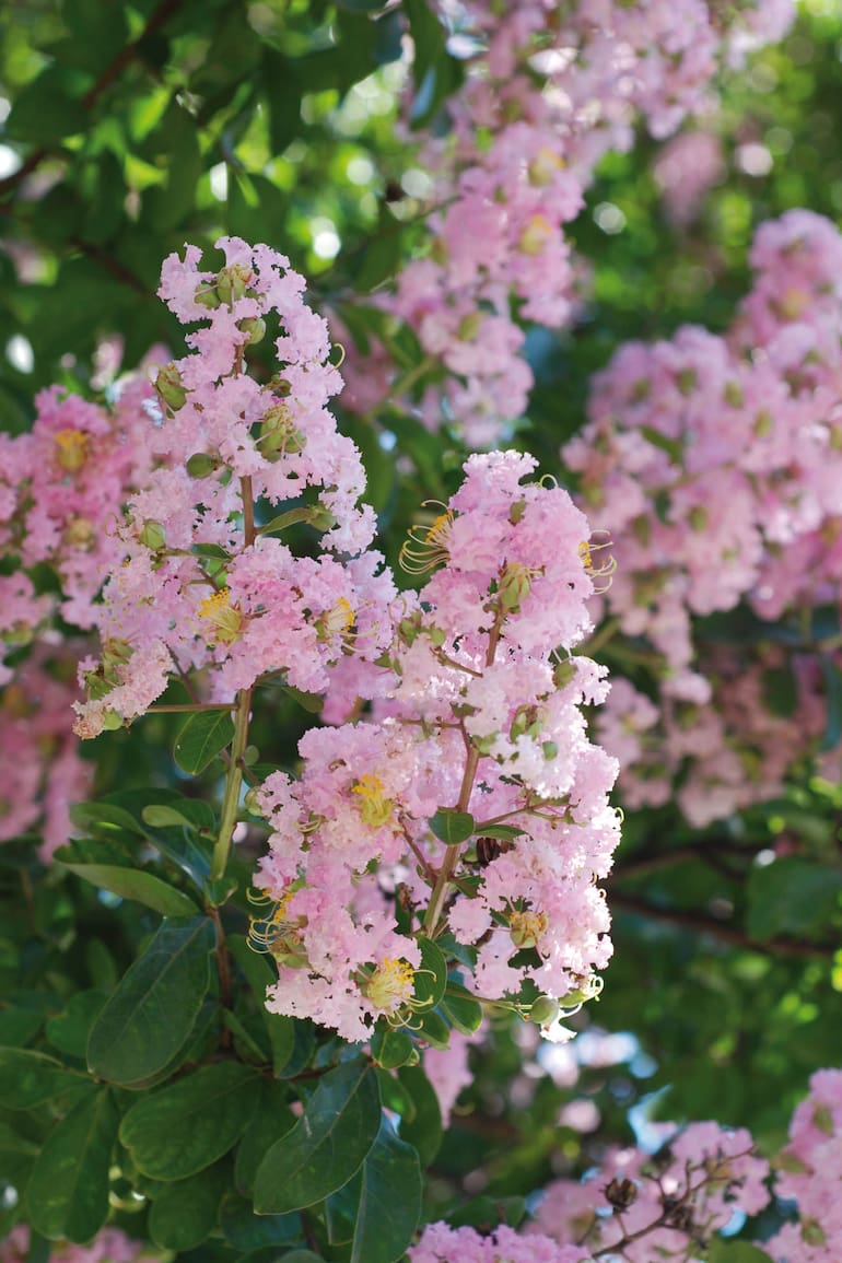 En verano, la Lagerstroemia indica presenta una larga floración de diversos colores. En otoño, el encanto se centra en sus hojas y corteza.