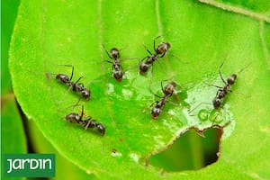 En verano, las plantas tiernas son un buffet libre para las hormigas