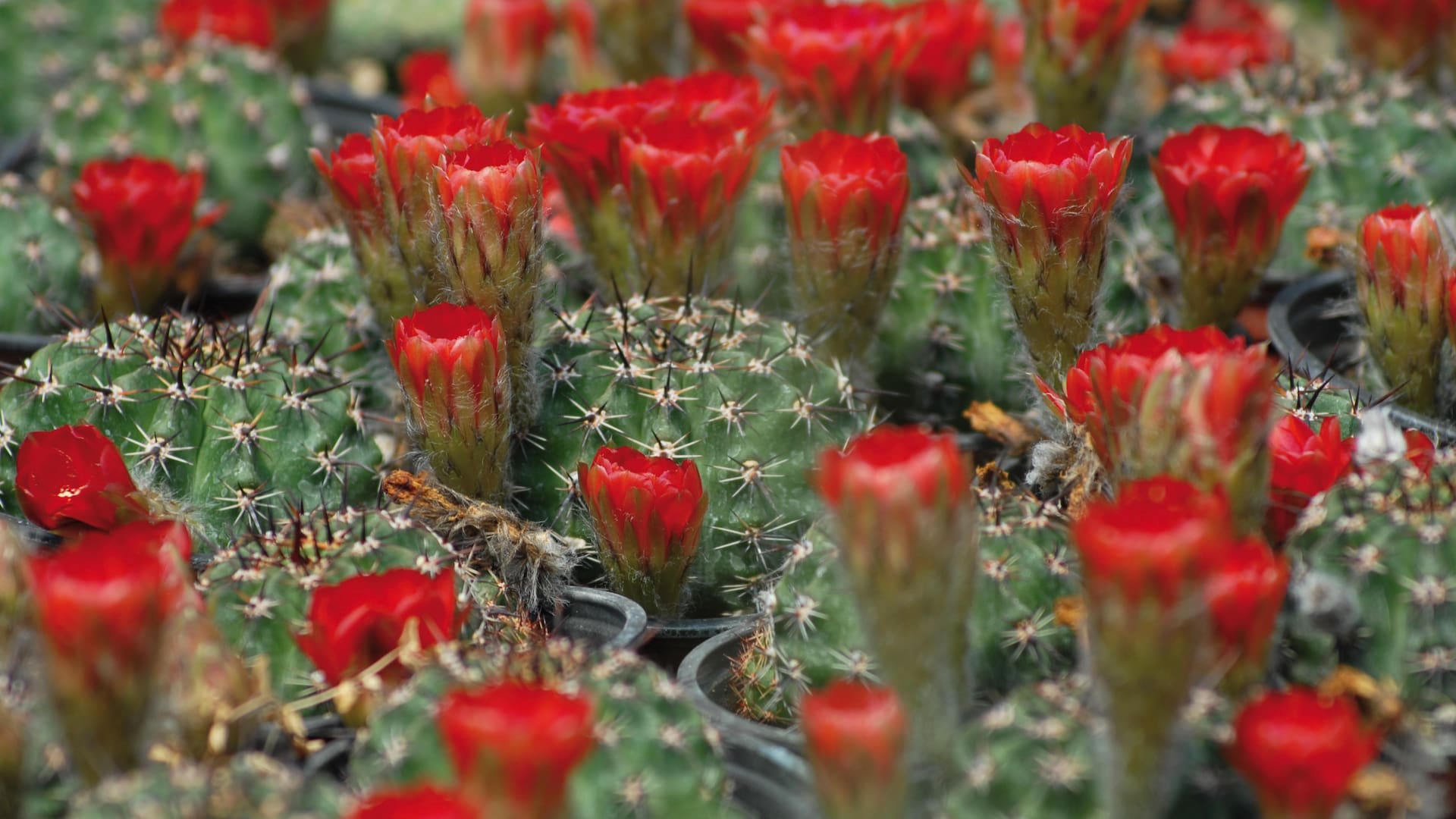 En verano, y después de pasar un invierno sin riego, en su mayoría, los cactus necesitan agua y calor.