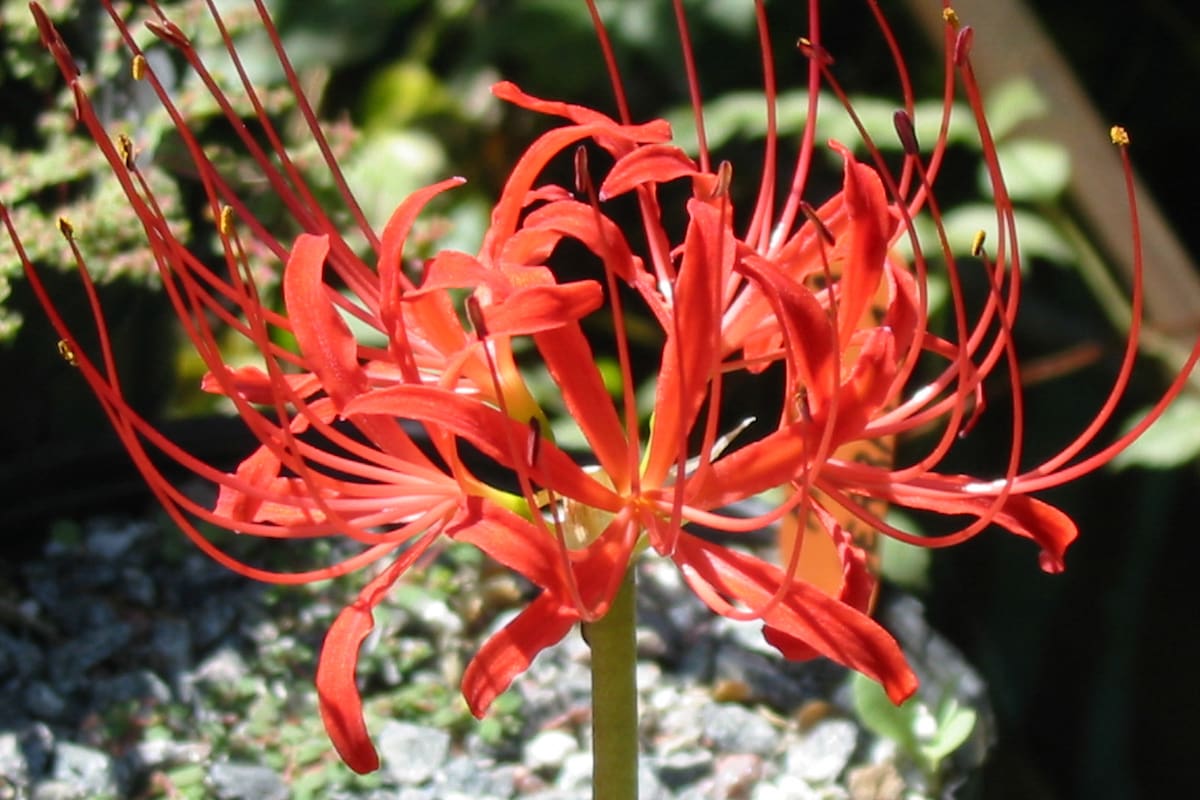 En verano muchas plantas nos sorprenden con su intensa floración