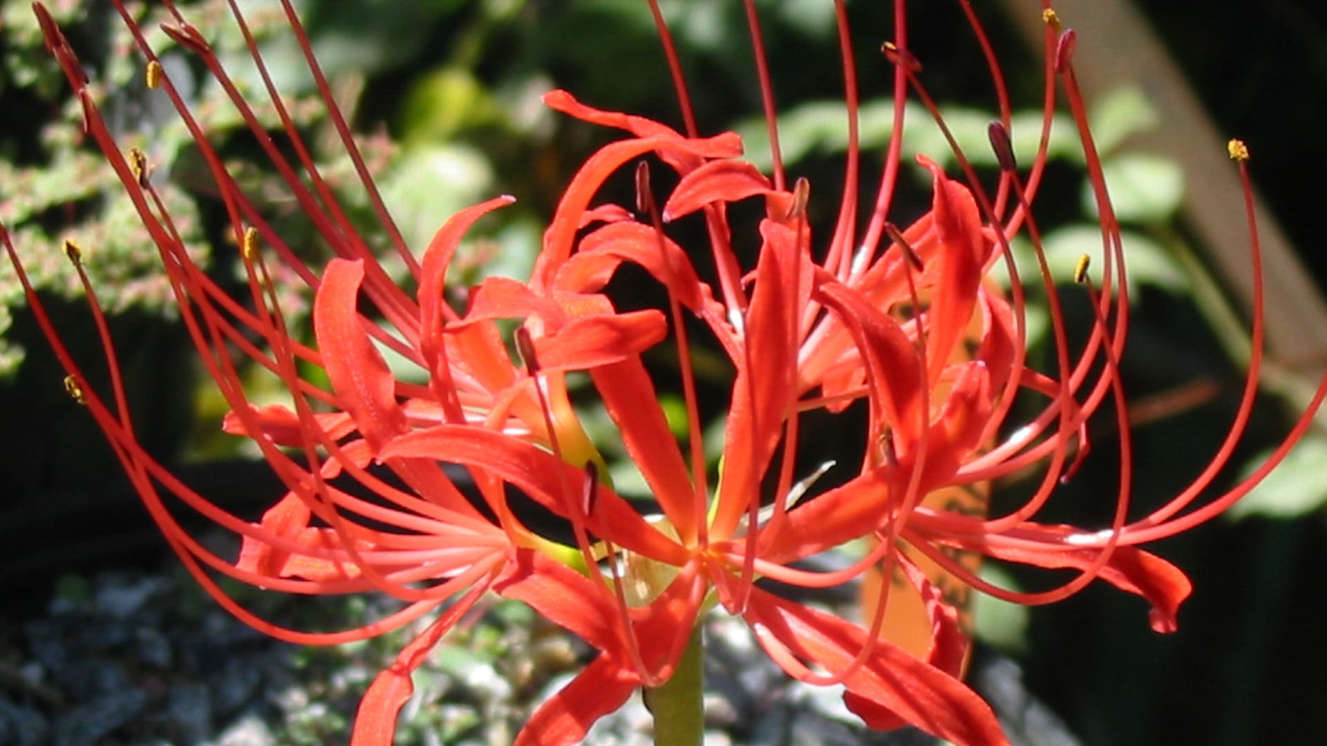 En verano muchas plantas nos sorprenden con su intensa floración
