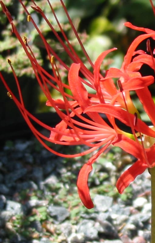 En verano muchas plantas nos sorprenden con su intensa floración