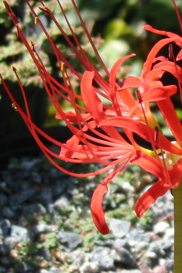 En verano muchas plantas nos sorprenden con su intensa floración