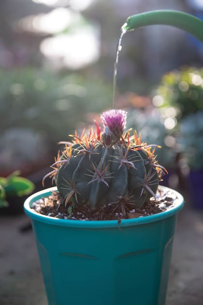 En verano, y después de pasar un invierno sin riego, en su mayoría, los cactus necesitan agua y calor
