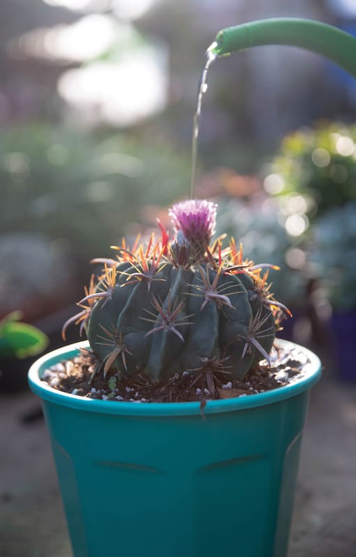En verano, y después de pasar un invierno sin riego, en su mayoría, los cactus necesitan agua y calor.