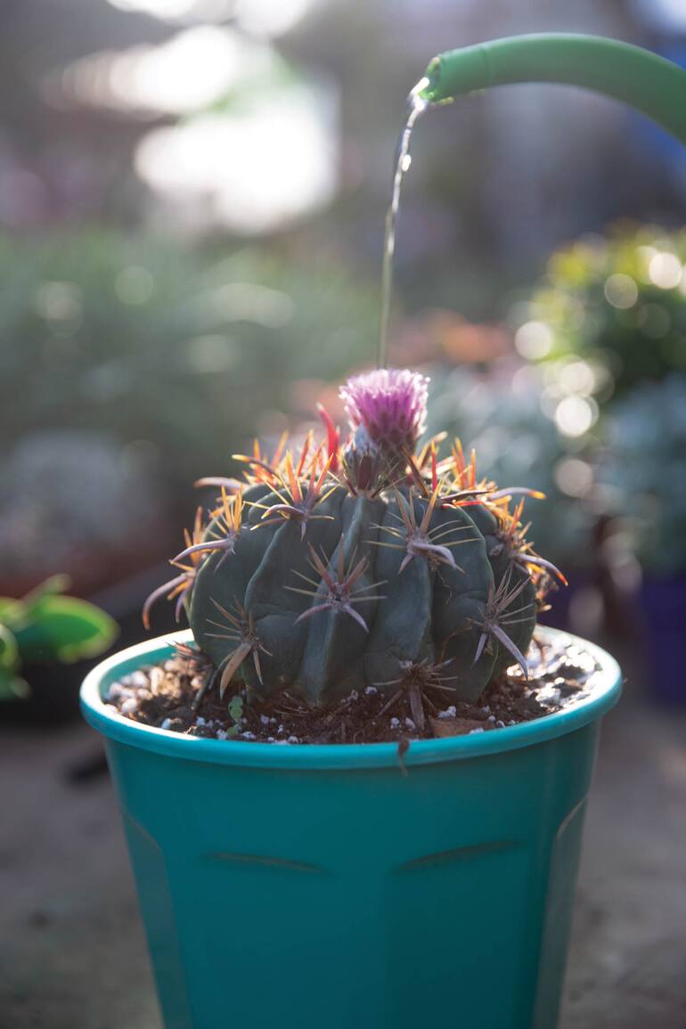 En verano, y después de pasar un invierno sin riego, en su mayoría, los cactus necesitan agua y calor.