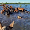 Por el Súper Niño, en el Delta así apuran el traslado de hacienda