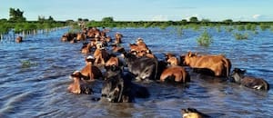 Por el Súper Niño, en el Delta así apuran el traslado de hacienda