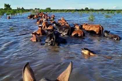 “Va a pasar algo fuerte”: por el Súper Niño, en el Delta así apuran el traslado de hacienda