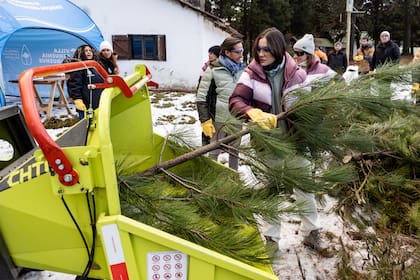En Villa Pehuenia, el raleo de pinos exóticos ya cubrió 30 de las 100 hectáreas que el municipio busca tratar el año próximo.