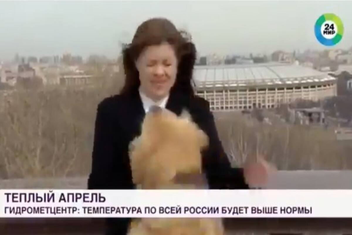 En vivo, un perro le quitó el micrófono a una periodista; el video del momento se volvió viral