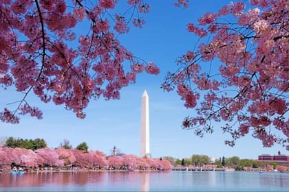 En Washington D.C., la floración de los cerezos transforma la ciudad en un espectáculo que atrae a miles de visitantes cada año (Archivo)