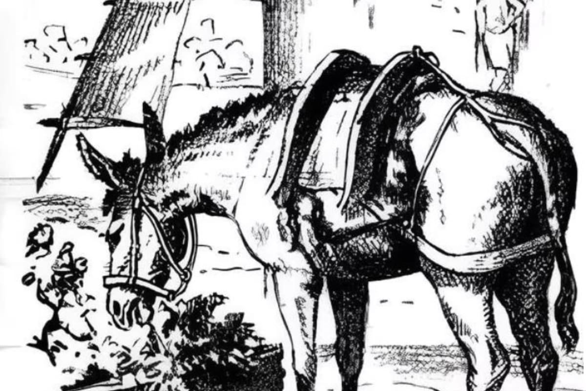 Encontra el rostro oculto en el lomo del caballo en menos de 7 segundos