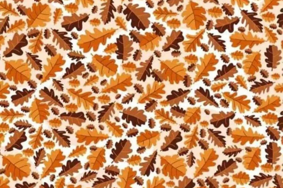 Encontrá la bellota escondida en 30 segundos y poné a prueba todas tus funciones cognitivas