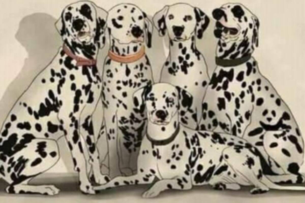 Encontrar al oso panda en menos de cinco segundos ¿Serás capaz de lograrlo?