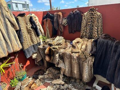 Encontraron 227 artículos de piel confeccionados con partes de animales