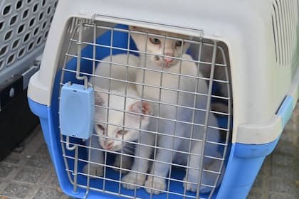 Encontraron 23 gatos hacinados y en malas condiciones de salud