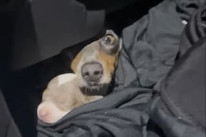 Rescataron a 12 cachorros salchicha que eran transportados de forma ilegal dentro de un auto