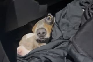 Rescataron a 12 cachorros salchicha que eran transportados de forma ilegal dentro de un auto