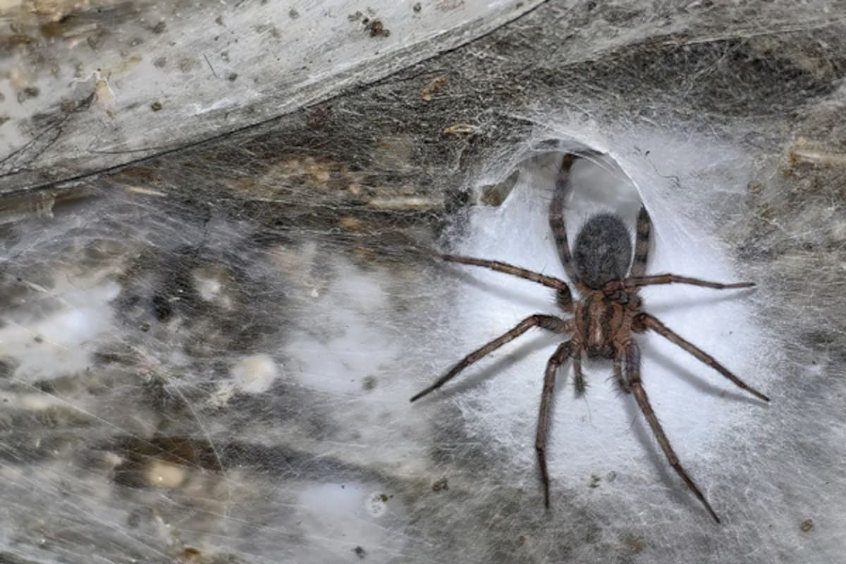 Encontraron dos especies de arácnidos nunca antes vistos