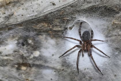 Encontraron dos especies de arácnidos nunca antes vistos