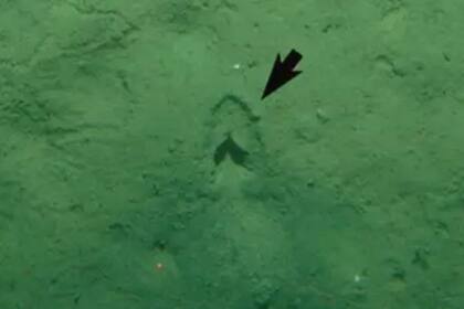 Encontraron “huellas de pezuñas” en el fondo del mar y crece el misterio. Foto/ Stevens et al., Deep Sea Research Part I: Oceanographic Research Papers, 2023
