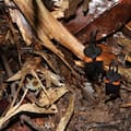 Encontraron la “flor del diablo”, la especie más extraña del mundo