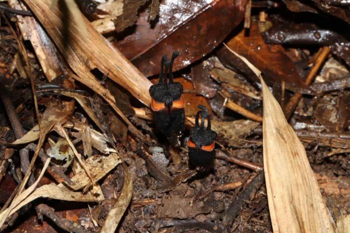 Encontraron la “flor del diablo” en un parque en Asia: “Esencia enigmática y demoníaca”