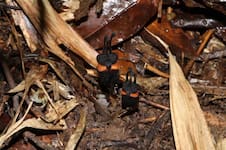 Encontraron la “flor del diablo”, la especie más extraña del mundo: “Esencia enigmática y demoníaca”