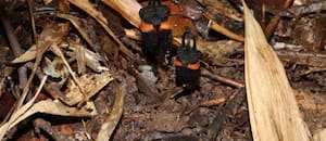 Encontraron la “flor del diablo”, la especie más extraña del mundo